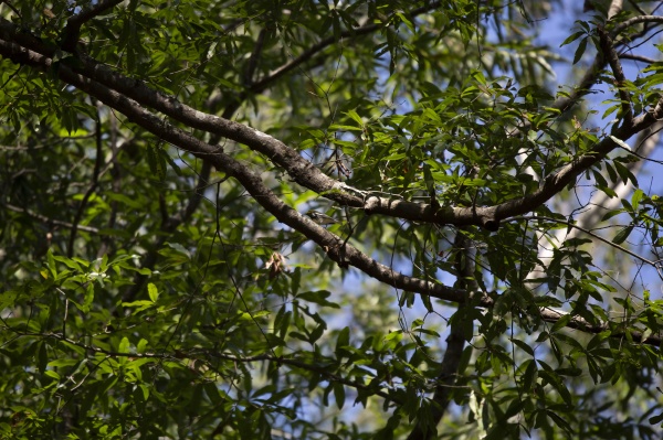 male black throated green warbler