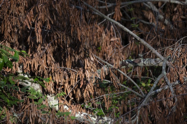 carolina wren foraging behind leaves