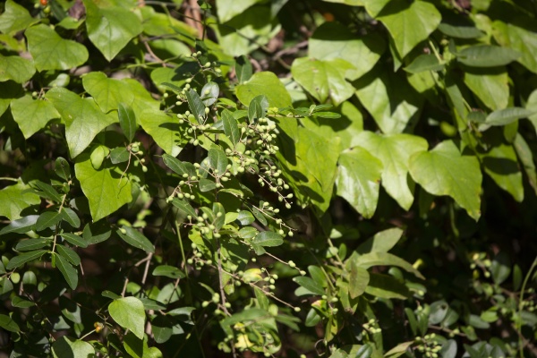 green berries on a bush