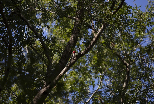 adult red headed woodpecker