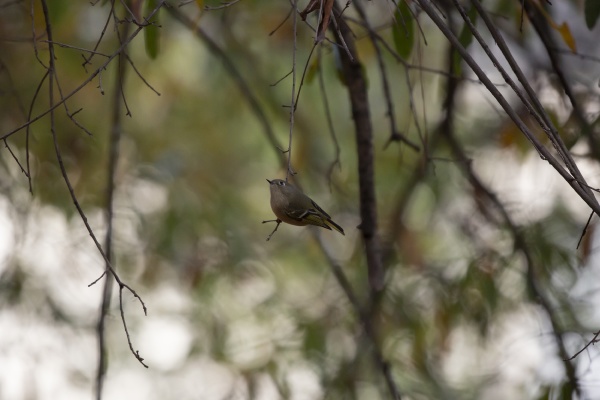 ruby crowned kinglet on a tree