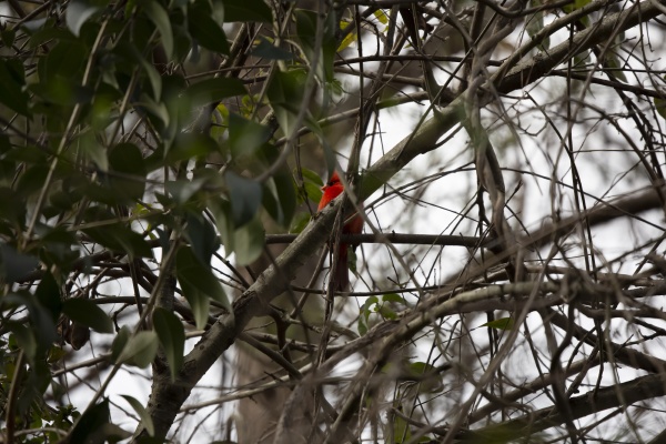 curious male northern cardinal