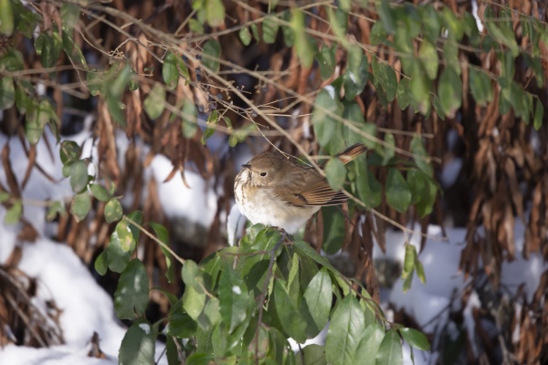 curious hermit thrush in the snow