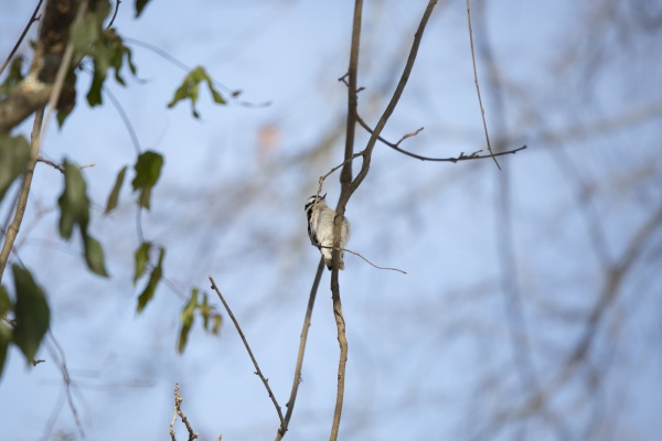 female downy woodpecker on a vine