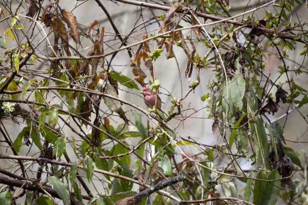 curious male purple finch