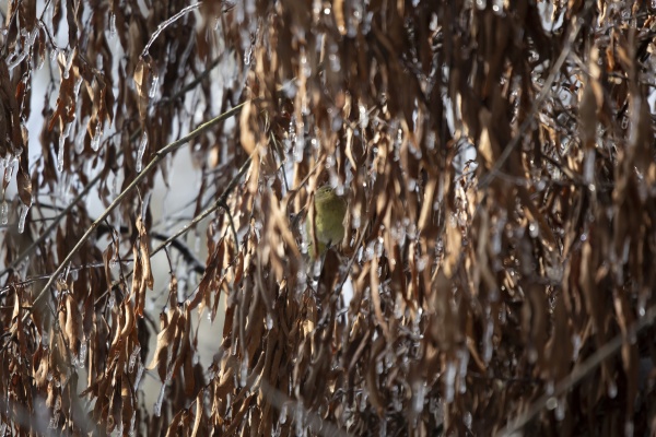 hidden orange crowned warbler foraging in