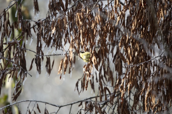 hidden orange crowned warbler foraging in