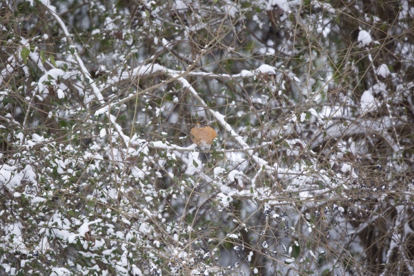 american robin landing on a bush