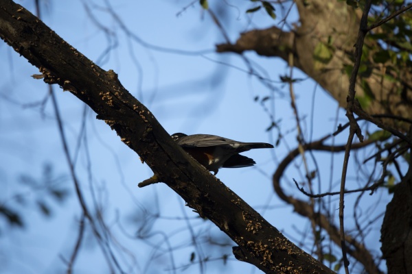 american robin on a branch