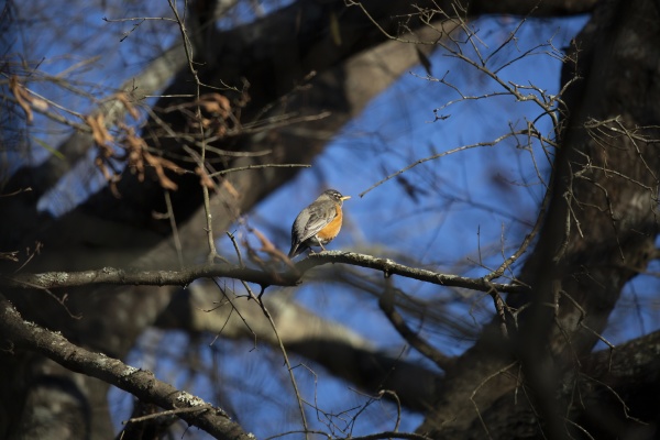 american robin on a tree