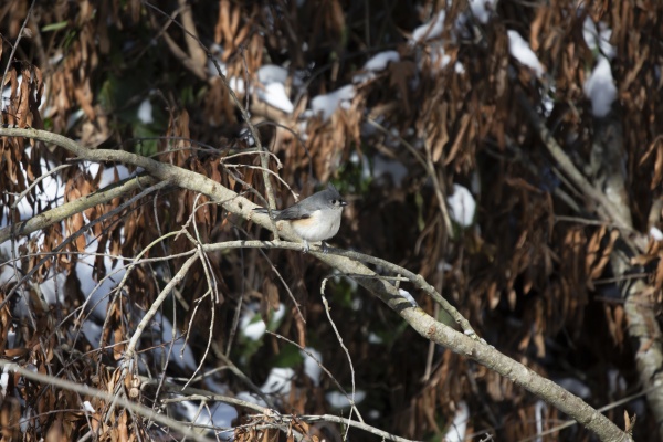 majestic and curious tufted titmouse