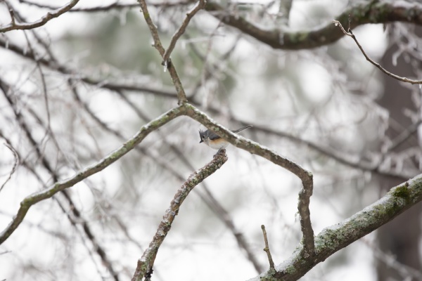 tufted titmouse on an icy tree