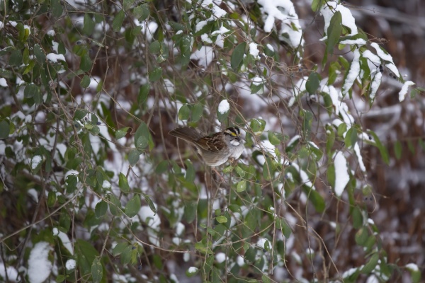 majestic white throated sparrow foraging