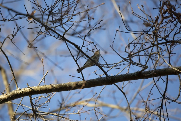 curious yellow rumped warbler