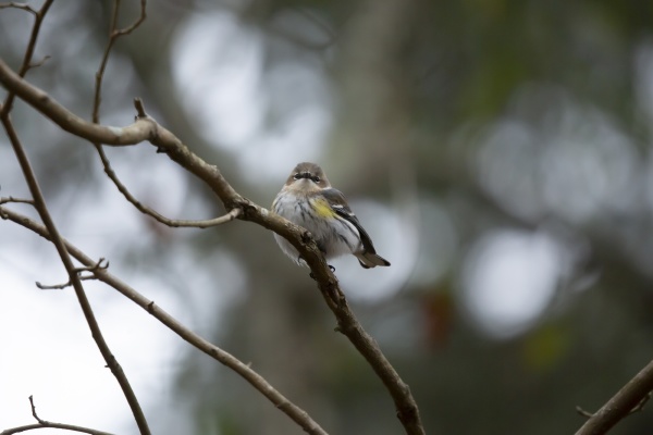 majestic yellow rumped warbler