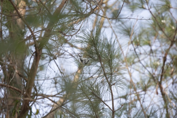 yellow rumped warbler foraging
