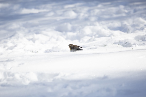yellow rumped warbler in the snow
