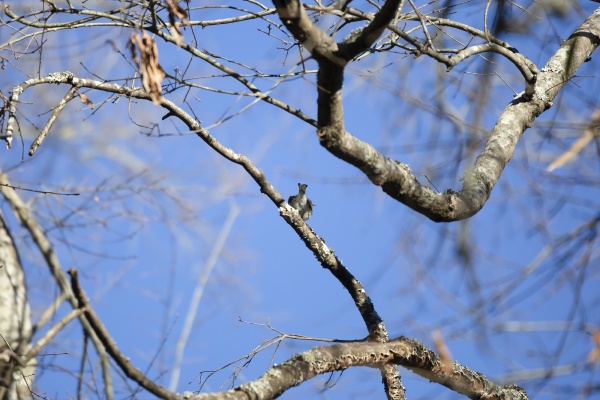 watchful yellow rumped warbler
