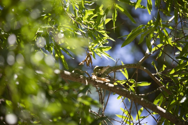 immature tennessee warbler preparing to nest