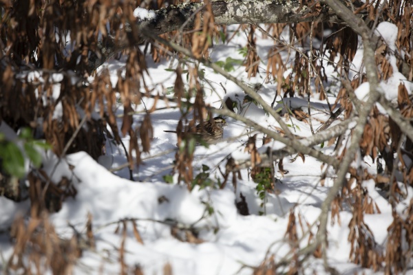 white throated sparrow eating snow