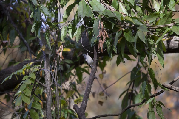 tufted titmouse on a vine