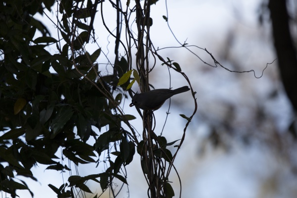 silhouette of a tufted titmouse