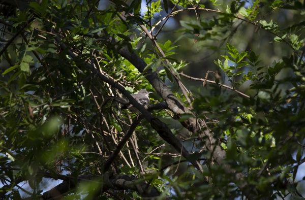 northern mockingbird in a tree