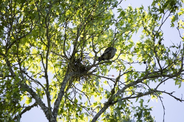 mississippi kite guarding a nest