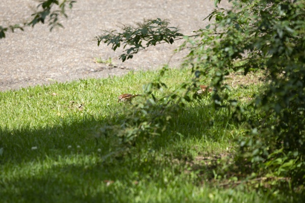 brown thrasher foraging