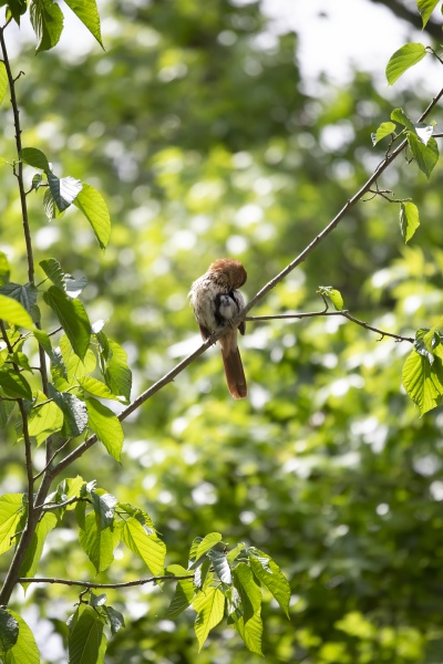 brown thrasher grooming on a tree