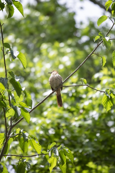 curious brown thrasher on a tree