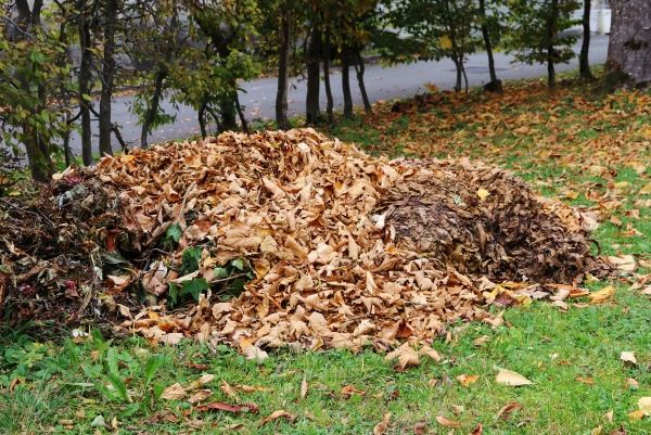 a large pile of leaves lies