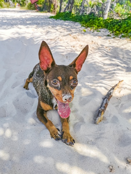 mexican chihuahua dog on the beach