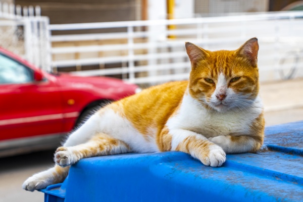 stray cat chills relaxes sleeps on