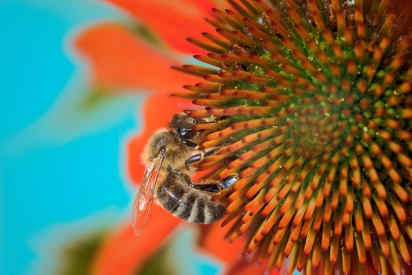 bee collecting nectar in an echinacea