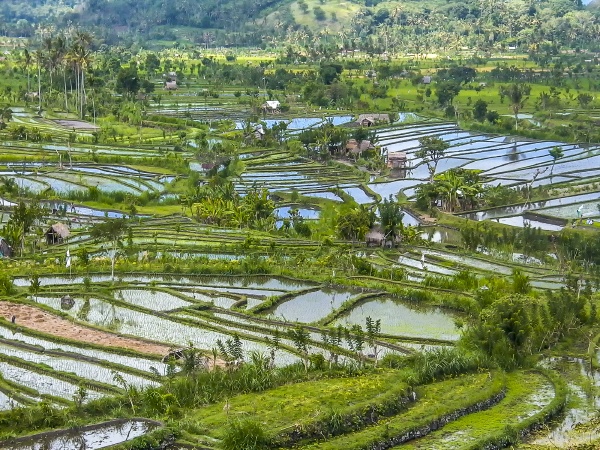 rice paddies in bali indonesia