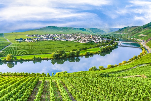 famous moselle sinuosity with vineyards