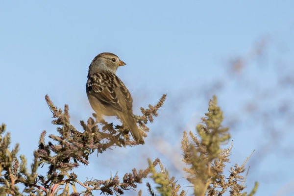 white crowned sparrow looking to the