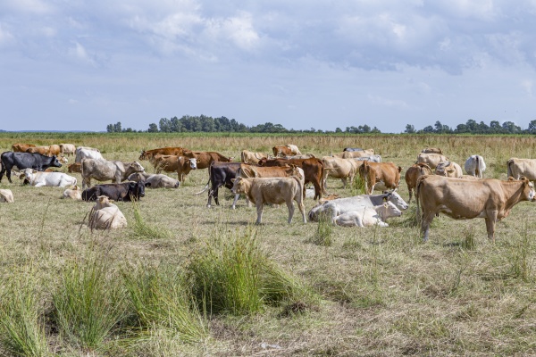 cows grazing at the polder area