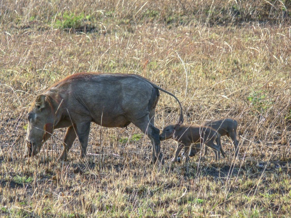 african wild bore with family strolls