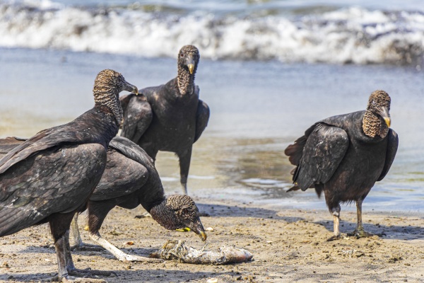 tropical black vultures eat fish carcass