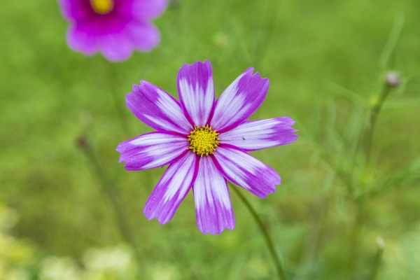 violet daisy at the meadow