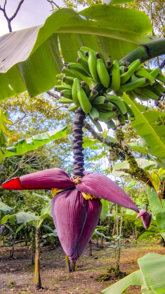 blooming banana tree in a plantation