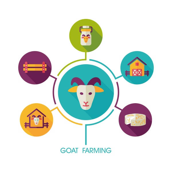 goat farming icon and agriculture infographics
