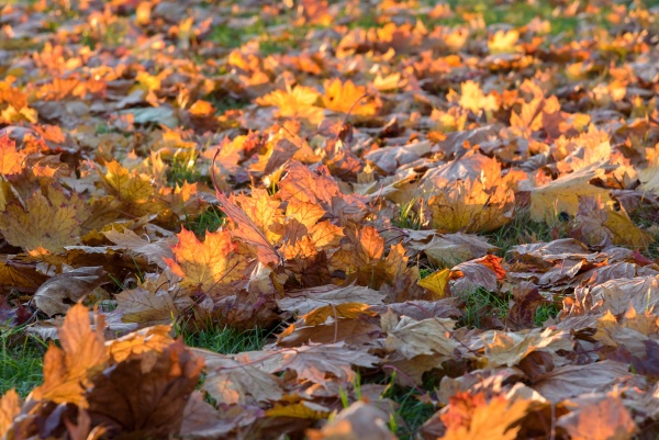 autumn leaves on the grass at