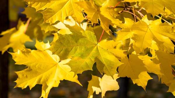 closeup of yellow maple leaves on