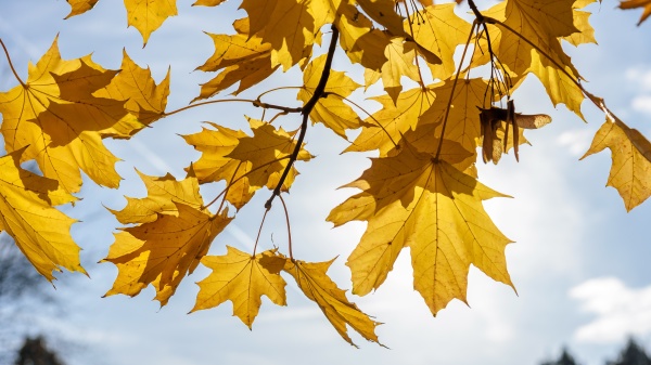 yellow maple leaves on a autumn