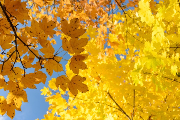 yellow maple leaves on a autumn