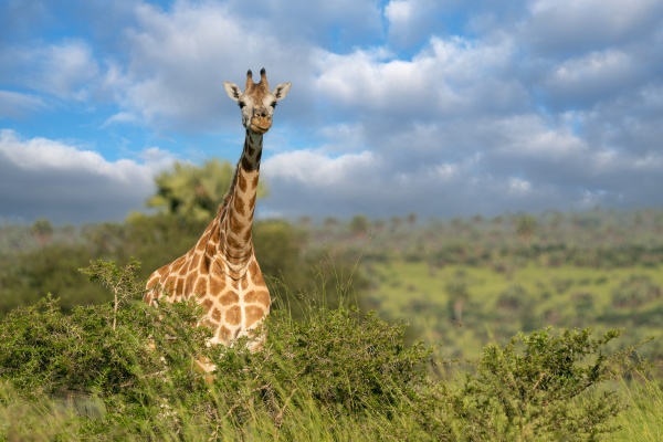 baringo giraffe giraffa camelopardalis