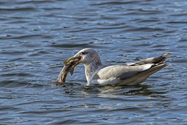 seagull has large fish in its